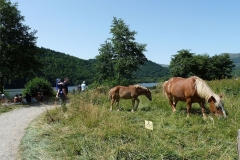 Les berges du Lac Chambon