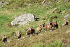 Troupeau de mouflons dans le Sancy